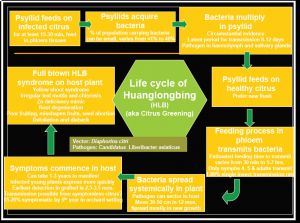 HLB cycle diagrammatic