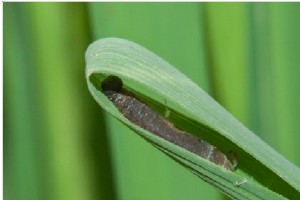 rice case worm larvae