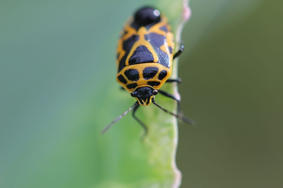 Rice leaf folder